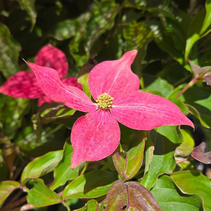Scarlet Fire&reg; Dogwood - Cornus kousa from 5 Acres NH