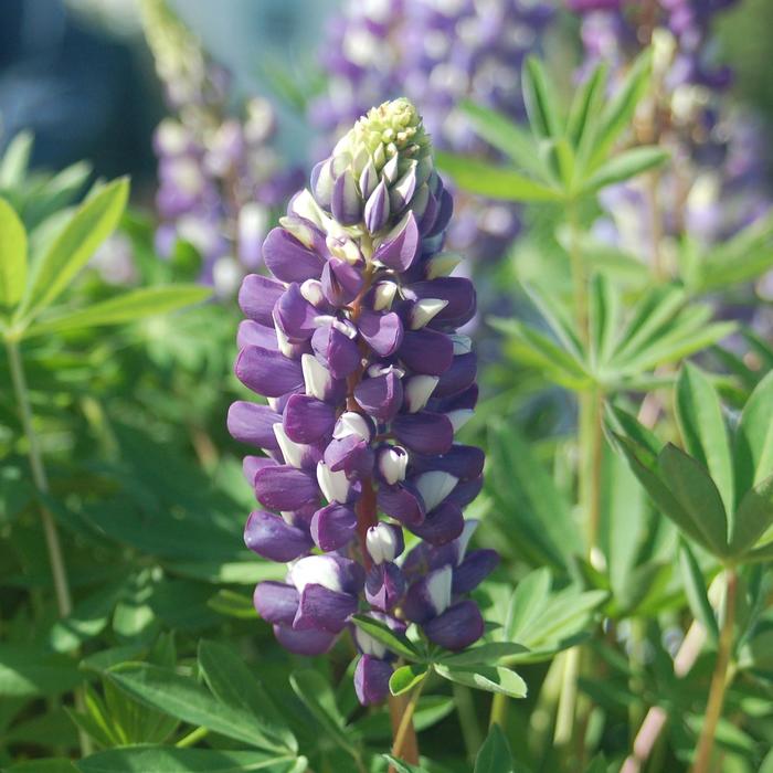 'The Governor' Lupine - Lupinus polyphyllus from 5 Acres NH