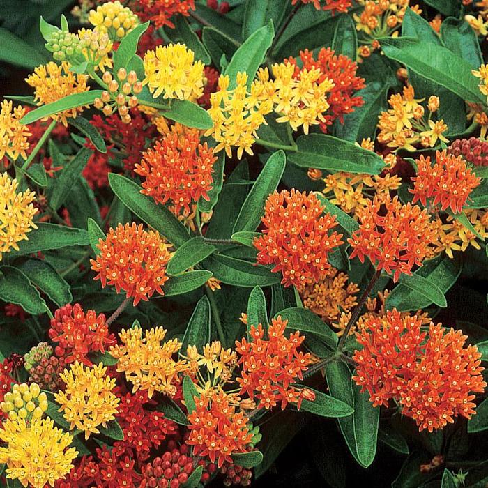 'Gay Butterflies' Butterfly Weed - Asclepias tuberosa from 5 Acres NH