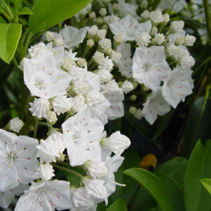 'Snowdrift' Mountain Laurel - Kalmia latifolia from 5 Acres NH