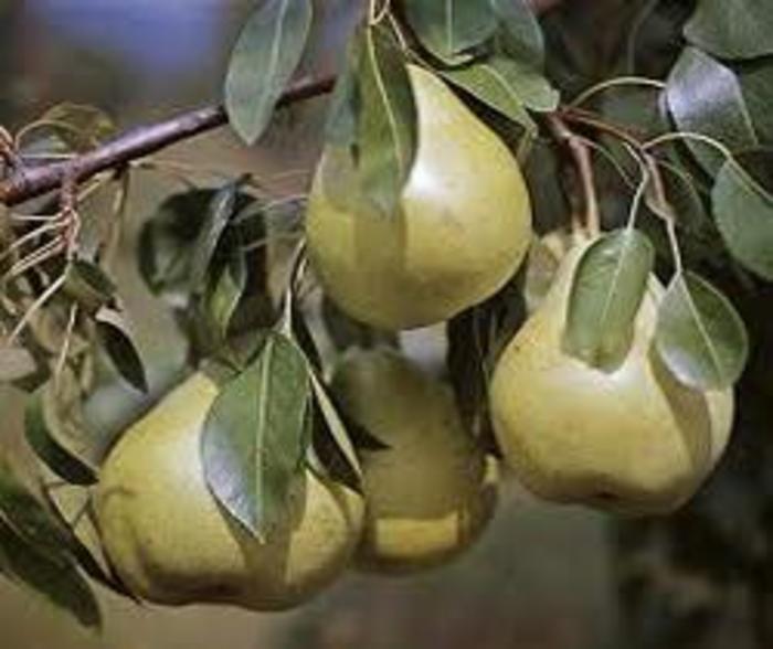 'D'Anjou ('Beurre D'Anjou')' Pear - Pyrus communis from 5 Acres NH
