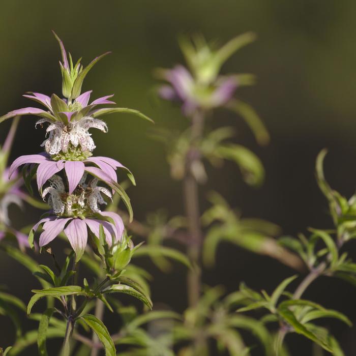 Spotted Bee Balm - Monarda punctata from 5 Acres NH
