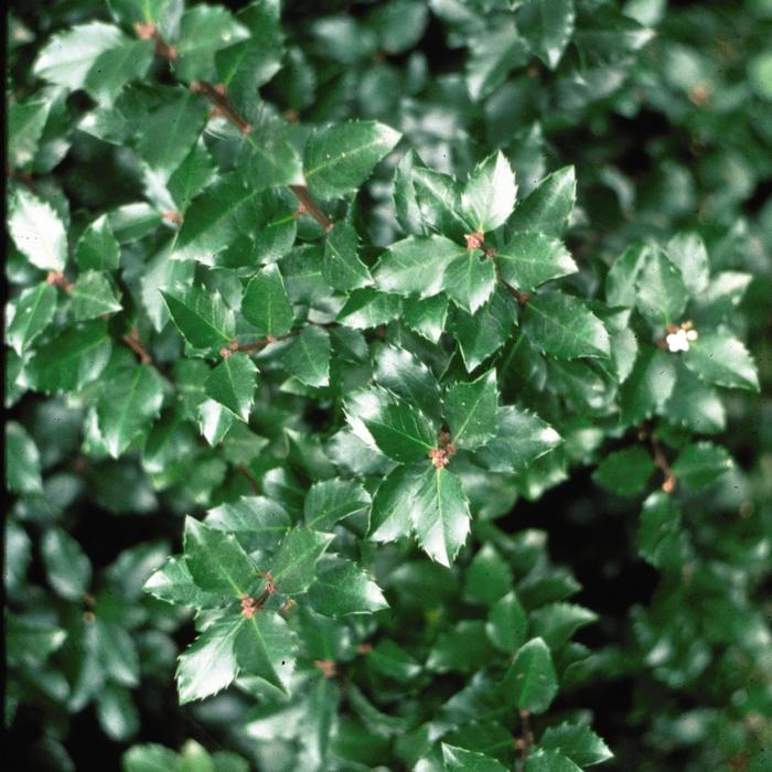 'Jim Dandy' Winterberry - Ilex verticillata from 5 Acres NH