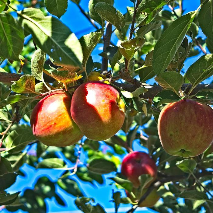 'Northern Spy' Apple - Malus from 5 Acres NH