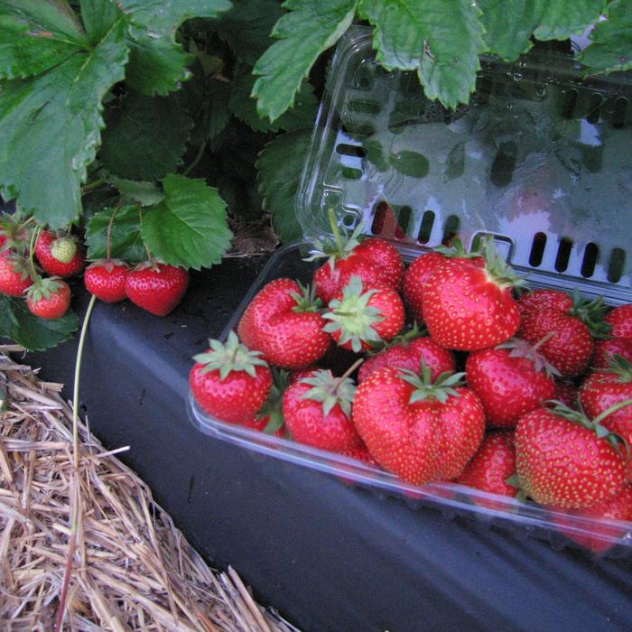 'Jewel' Strawberry - Fragaria ananassa from 5 Acres NH
