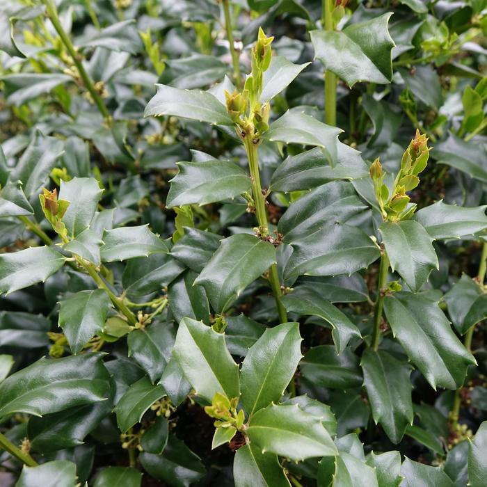 'China Boy' Holly - Ilex x meserveae from 5 Acres NH
