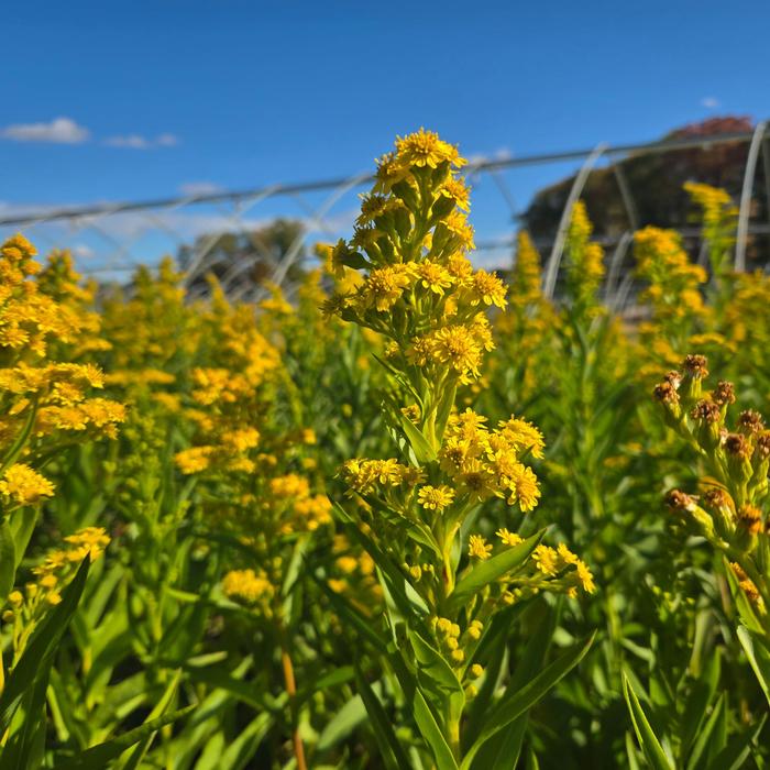Seaside Goldenrod - Solidago sempervirens from 5 Acres NH