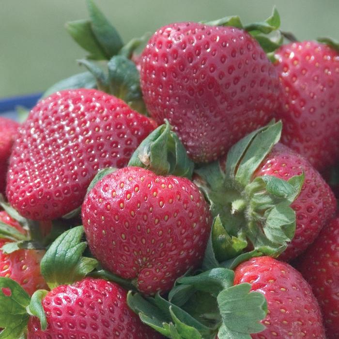 'Sparkle' Strawberry - Fragaria ananassa from 5 Acres NH