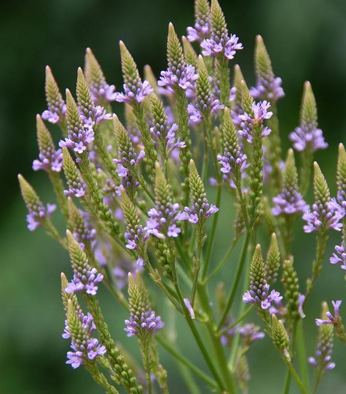 American Blue Vervain - Verbena hastata from 5 Acres NH
