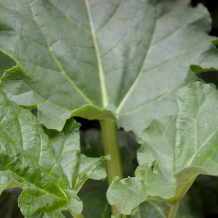 'Victoria' Rhubarb - Rheum rhabarbarum from 5 Acres NH