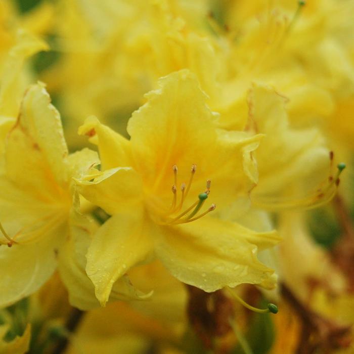 'Lemon Lights' Azalea - Rhododendron Northern Lights hybrid from 5 Acres NH