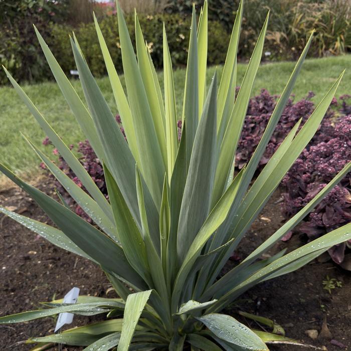 'Dragon Slayer' - Yucca from 5 Acres NH