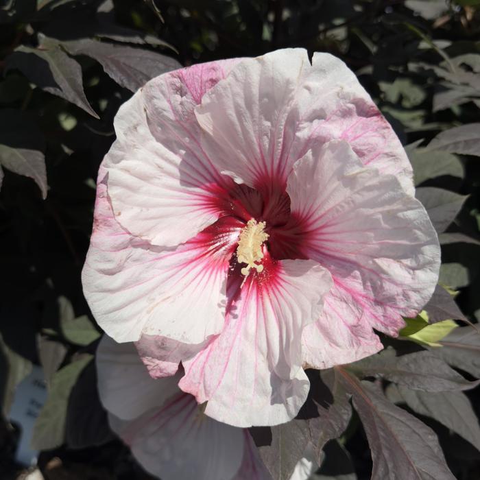 Summerific&reg; 'Perfect Storm' - Hibiscus (Rose Mallow) from 5 Acres NH