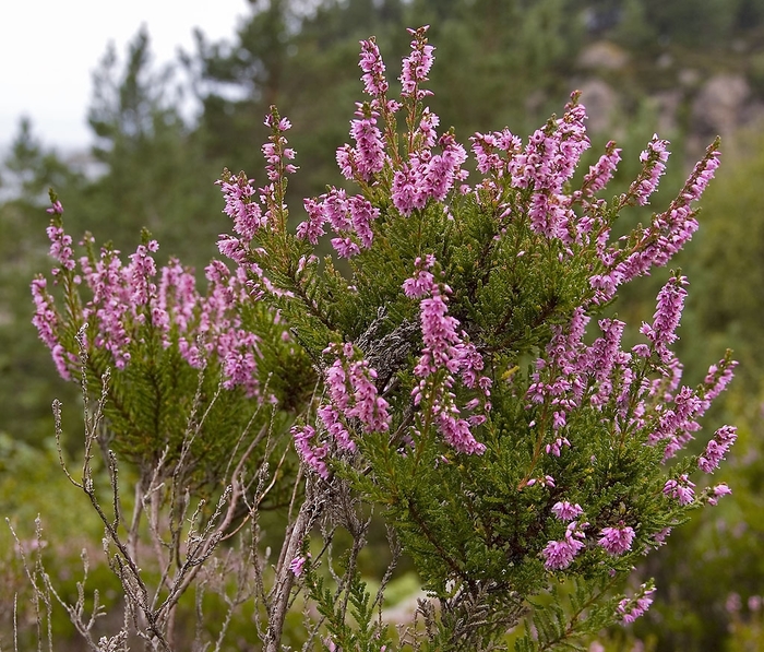  Heather - Calluna vulgaris from 5 Acres NH