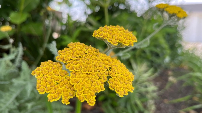Yarrow - Achillea millefolium from 5 Acres NH