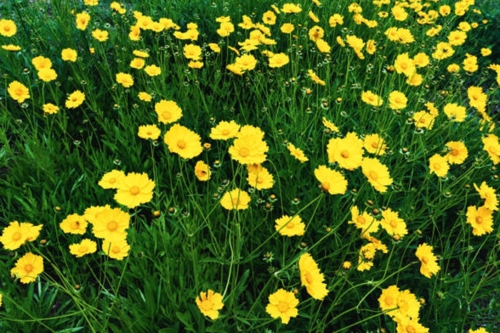 Tickweed - Coreopsis from 5 Acres NH