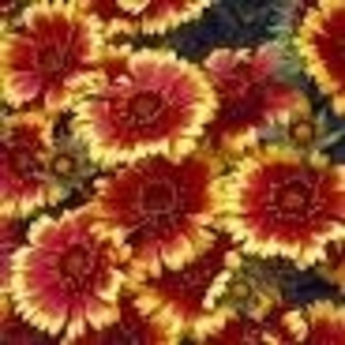 Blanket flower - Gaillardia x grandiflora from 5 Acres NH