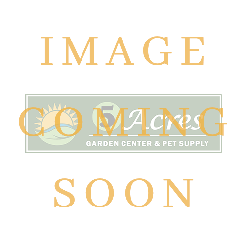 Achillea millefolium - 'Skysail Fire' Yarrow